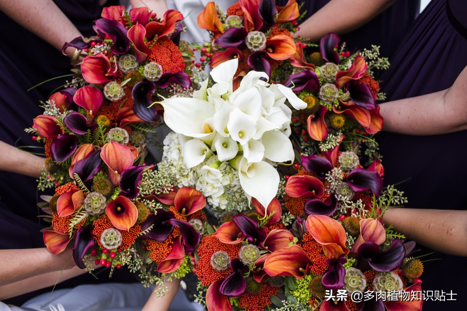 星花轮峰菊,星花轮峰菊图片大全