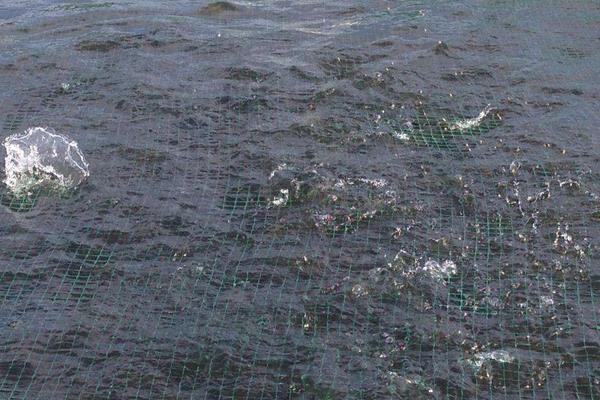 池塘养鲤鱼高产技术,最新鲤鱼养殖技术