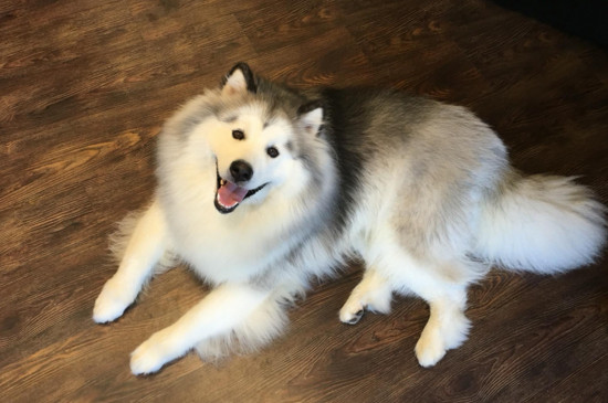 阿拉斯加犬好养吗缺点有哪些,阿拉斯加犬好不好养要怎么养