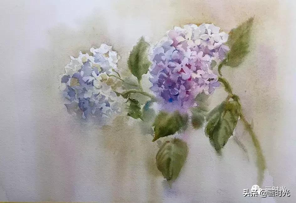 水彩绣球花教程,水彩画绣球花教学
