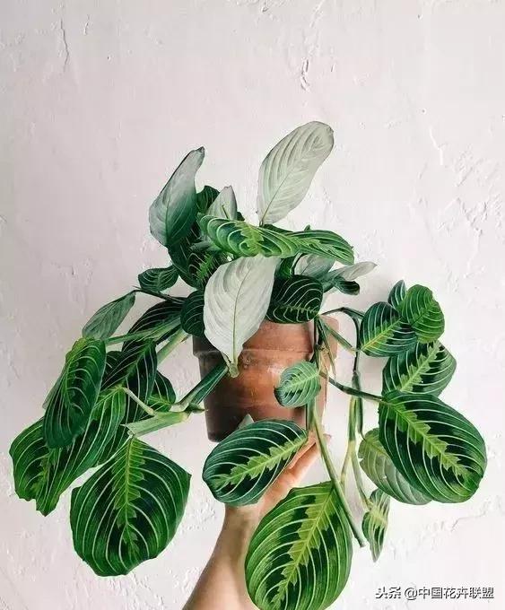 打翻了调色盘的花,打翻了调色盘的美景