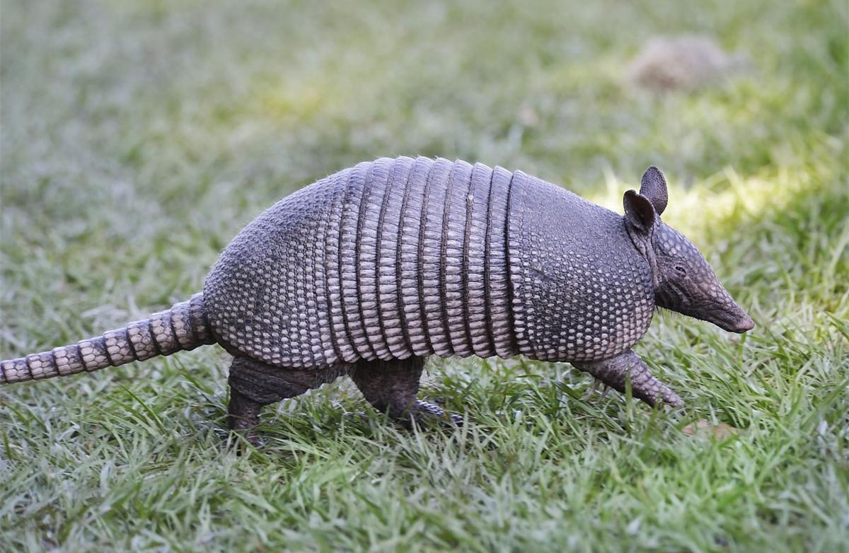 山海经中哪些是人类发现的,山海经中哪些真实存在的生物