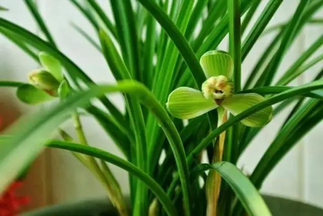 兰花生病长虫怎么办？养兰必知的病虫害和防治方法