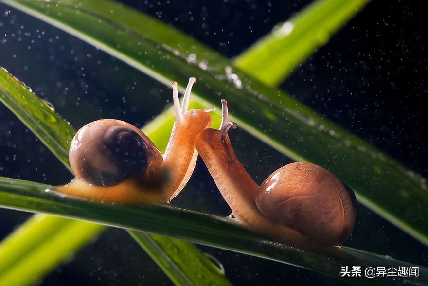 最漂亮的蜗牛图片,100幅蜗牛图片