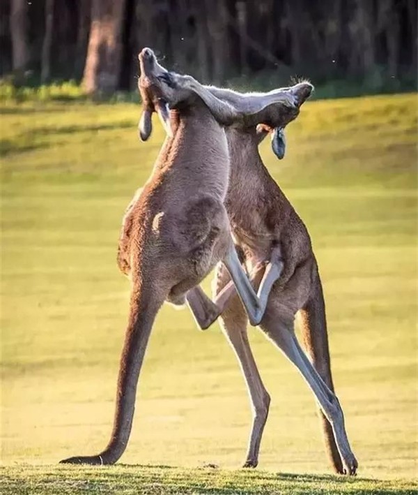 澳洲袋鼠真正的样子,真正的澳洲袋鼠