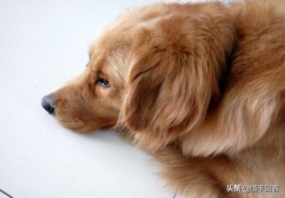 金毛看见小孩哭闹的视频,金毛在路上认出了主人