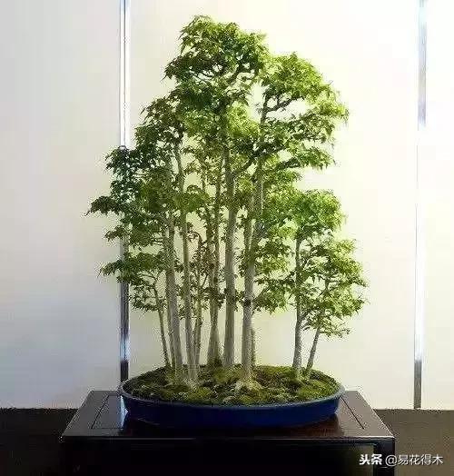 丛林式精品盆景欣赏,丛林盆景浅盆