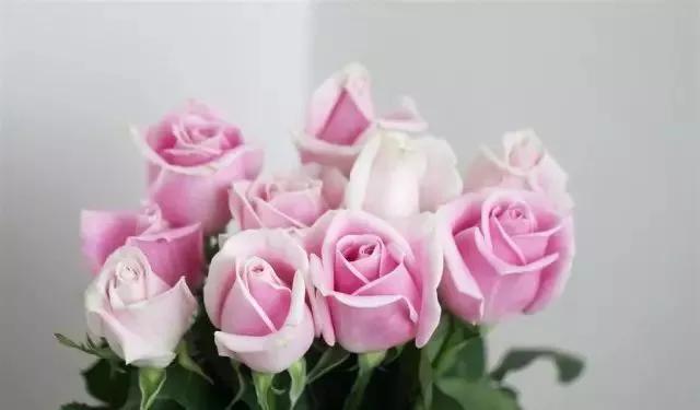 每天学习一点点——100种玫瑰品种科普