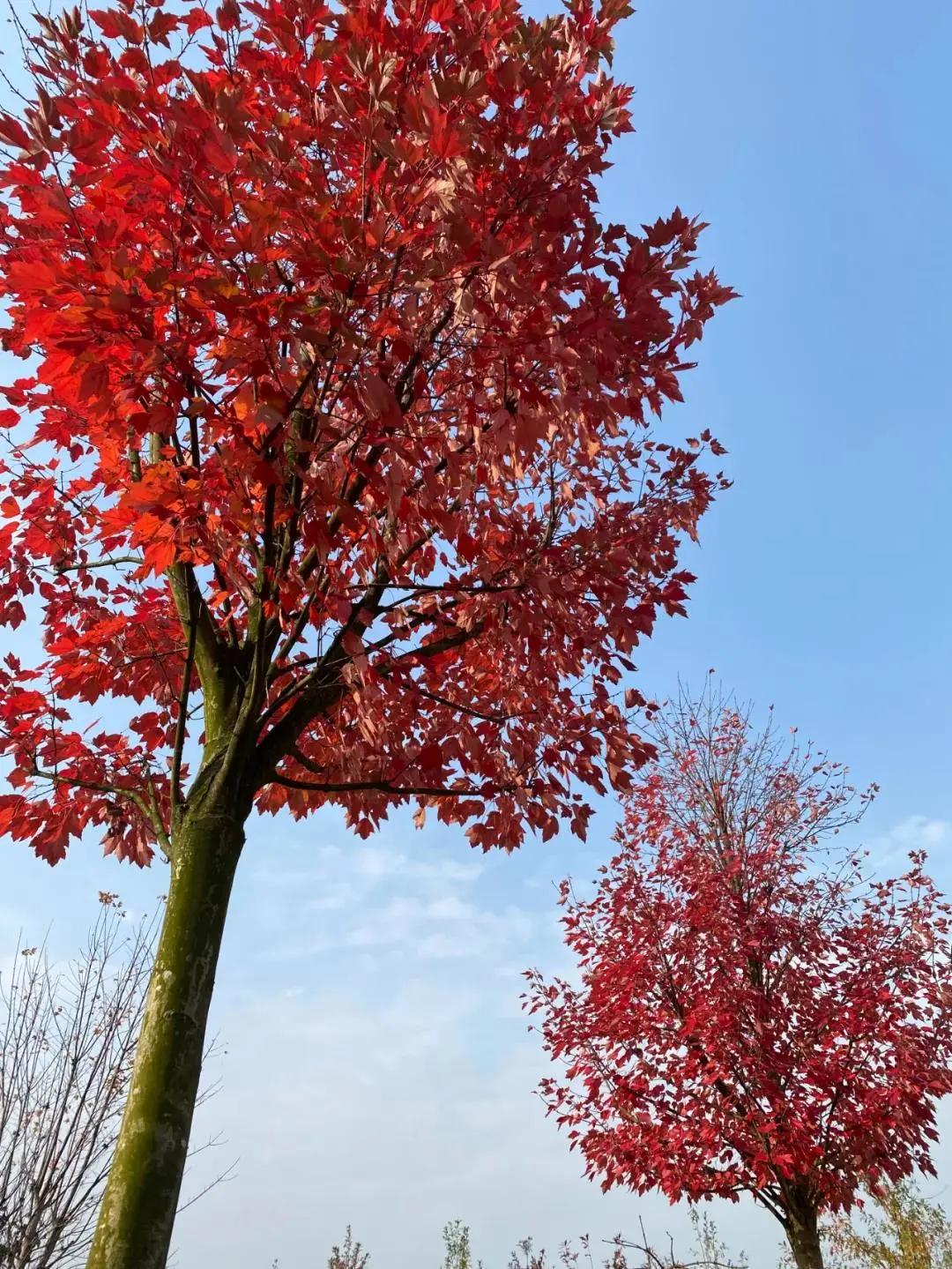 横山红枫岭风景区,唐昌镇横山红枫岭