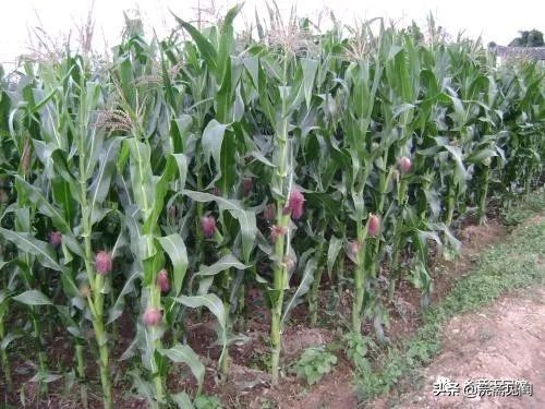 “高粱”、“玉米”的黄梅方言词正确写法是怎样的？