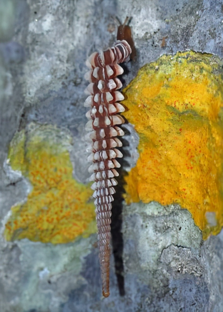 各种各样的真的小蜗牛,美丽的蜗牛图片