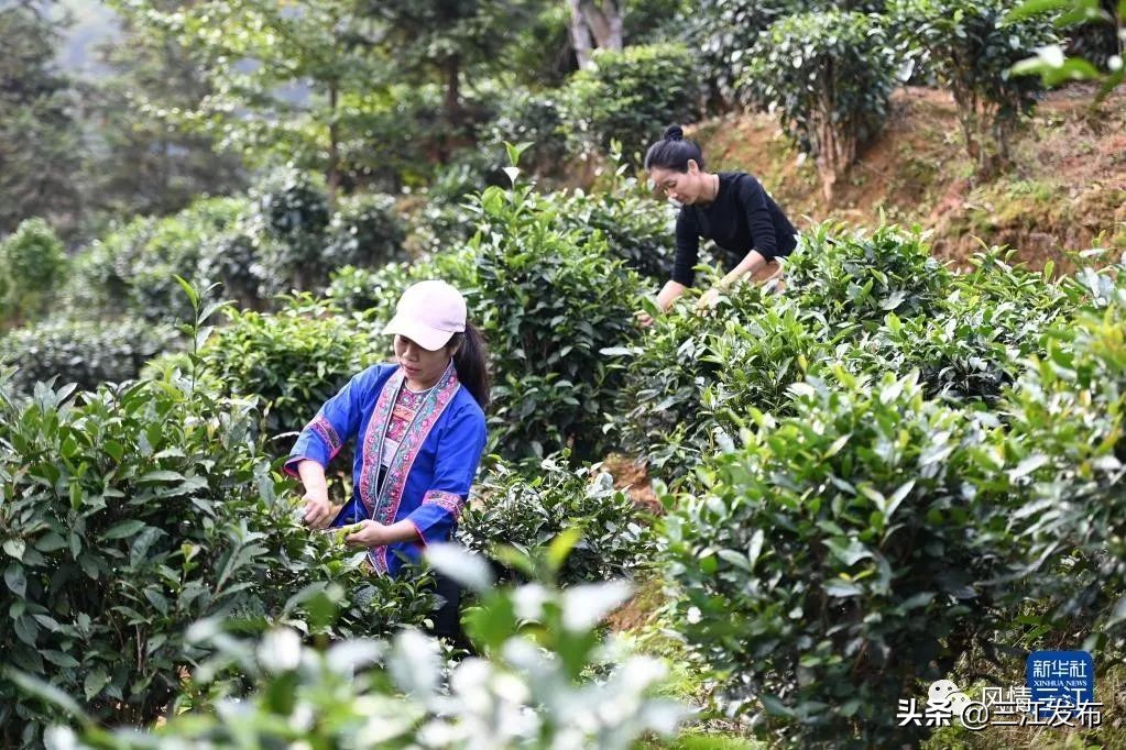 央视新闻报道三江,央视点评三江锅