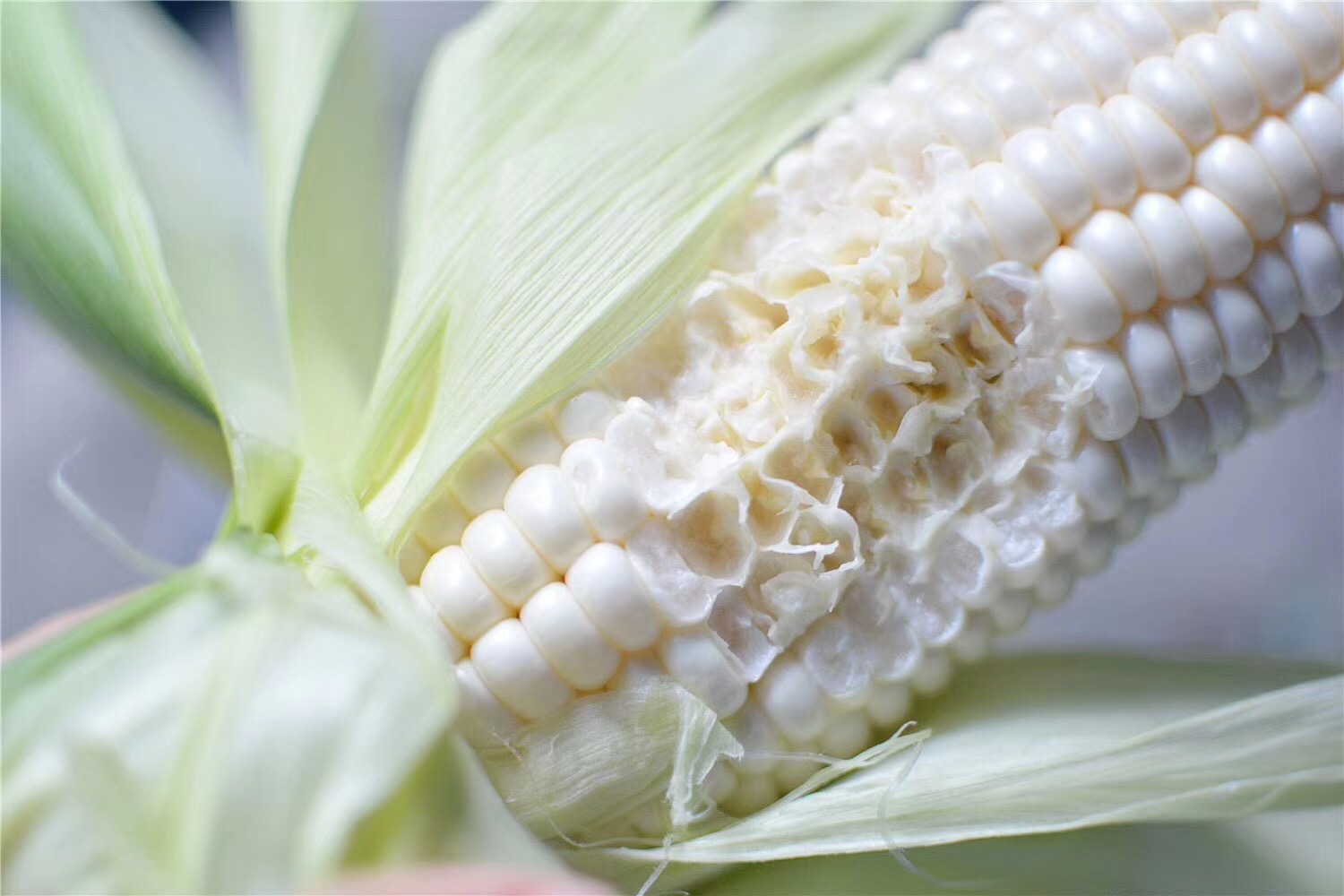 非转基因水果玉米即食,牛奶爆汁玉米是转基因吗