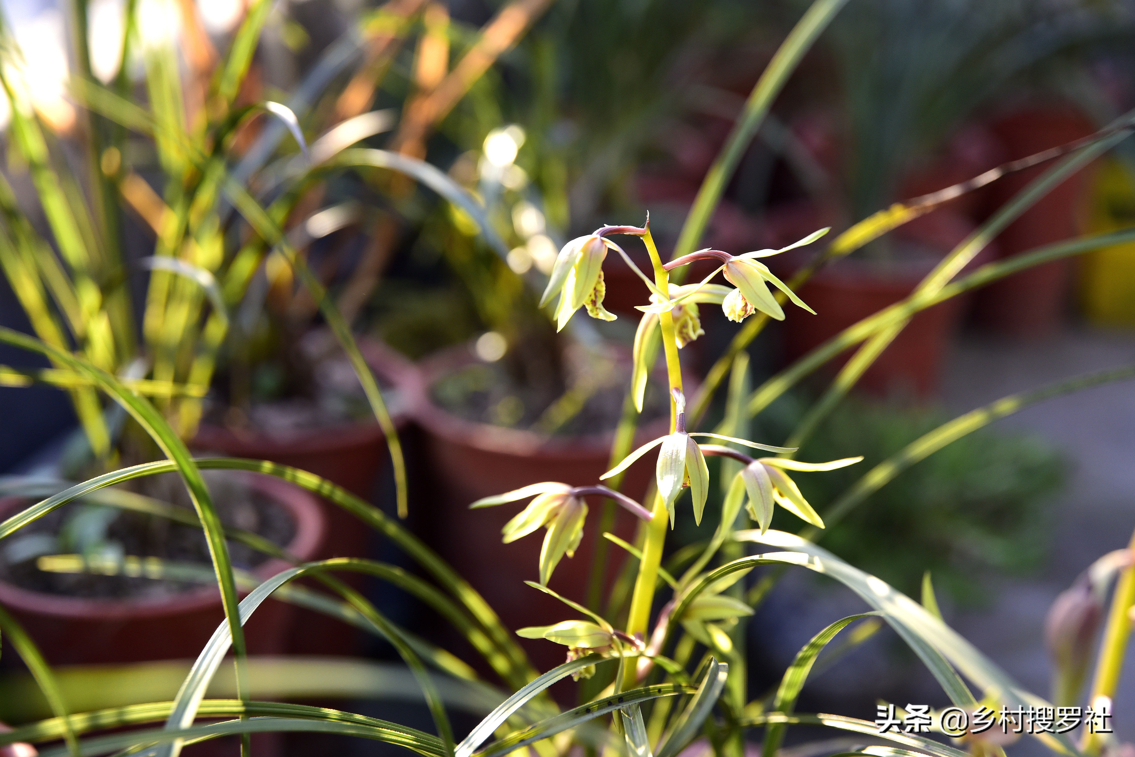 根系不好的兰花新上盆多久服盆,十月初上盆的兰花一周能服盆吗