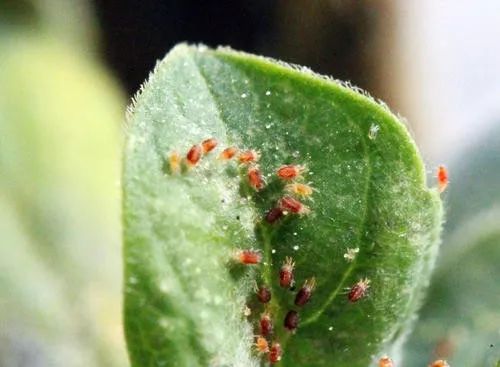 施肥的时候可以杀虫吗,叶面施肥杀虫小妙招