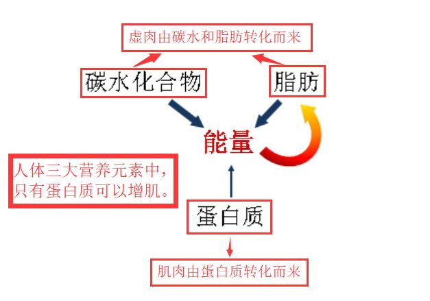 靠吃和运动可以增肌,如何吃增肌粉才能长肉