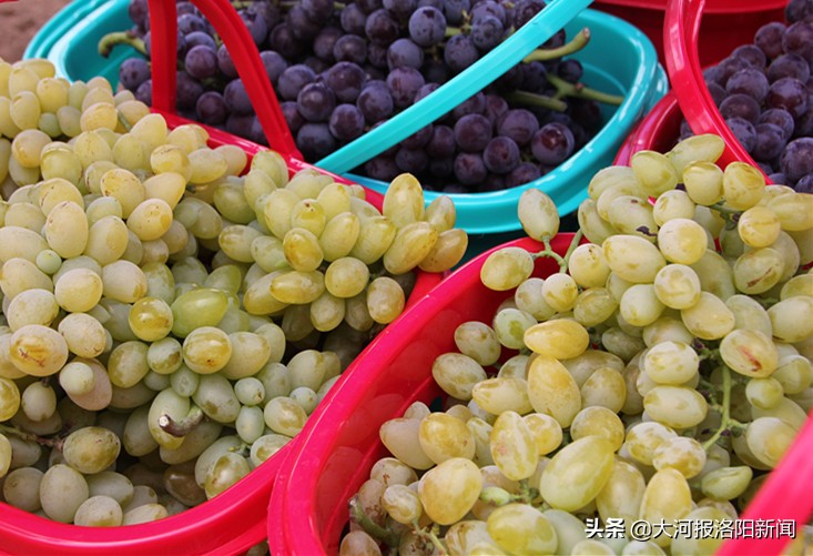 小镇给葡萄接上“电”，香甜可口远销四方