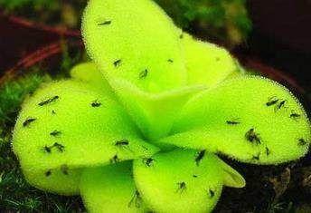 屋里有飞虫怎么驱虫最有效方法,家里驱飞虫最有效的方法