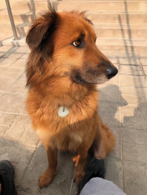 中兽医针灸疗法,中兽医验方与妙用精编