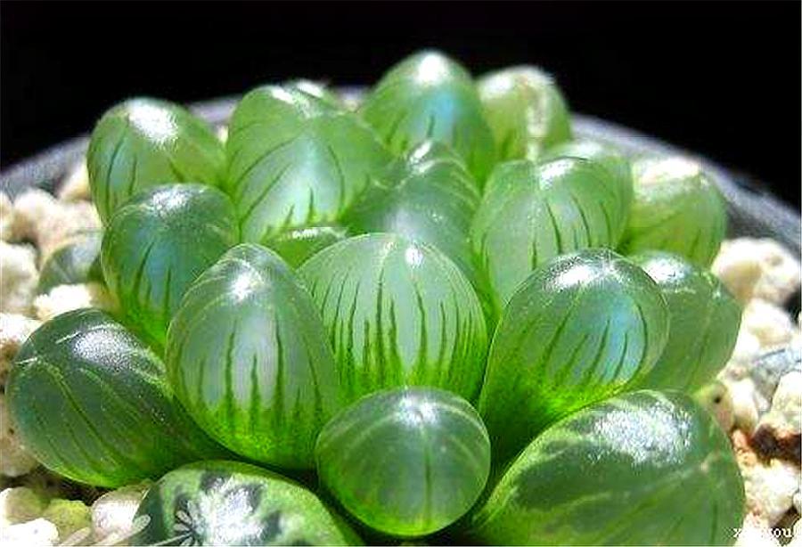 姬玉露怎么养效果最好,姬玉露怎么养才能爆盆