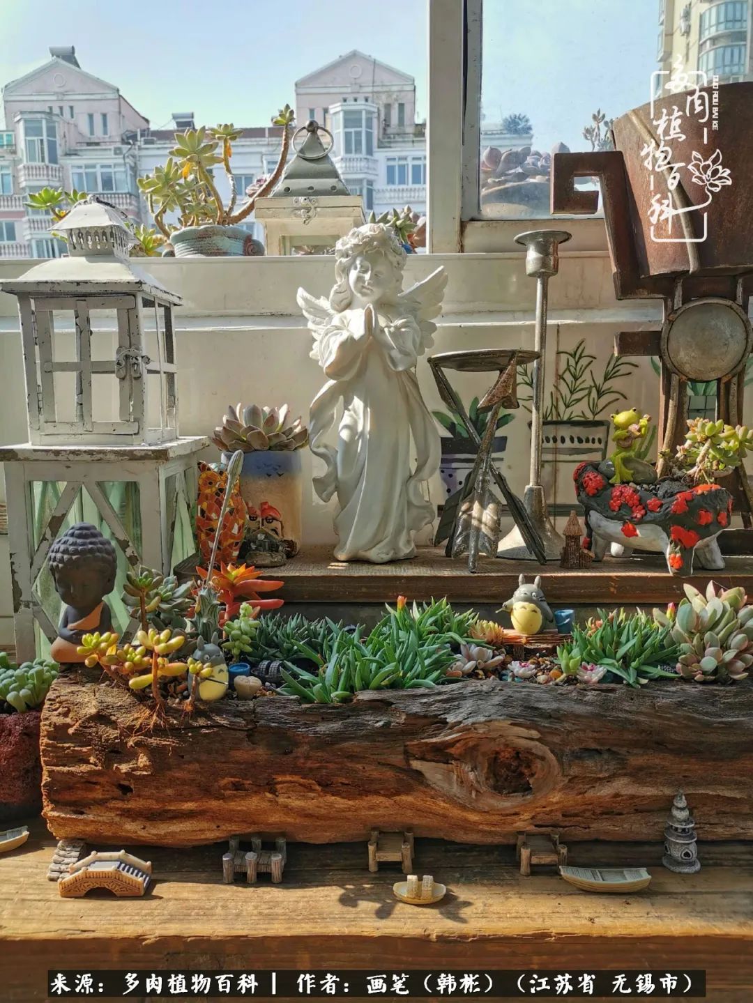 阳台多肉花园简直美翻了,适合男生养的多肉