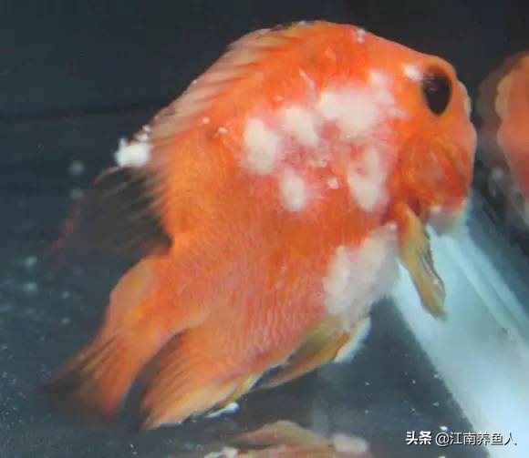 观赏鱼最常见的8种鱼病,大型观赏鱼土霉素治疗鱼病用法