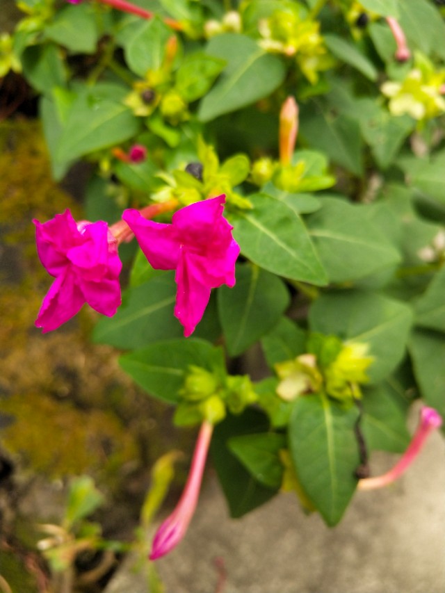 （紫茉莉）植物界中最好的首饰