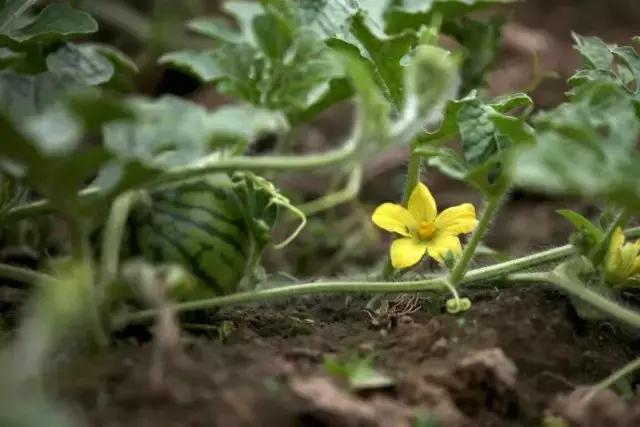 西瓜坐瓜期控旺药能用吗,西瓜在坐瓜时可以施肥浇水吗