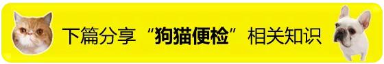 猫咪拉稀脱肛抹什么药,猫咪脱肛自己缩回去了
