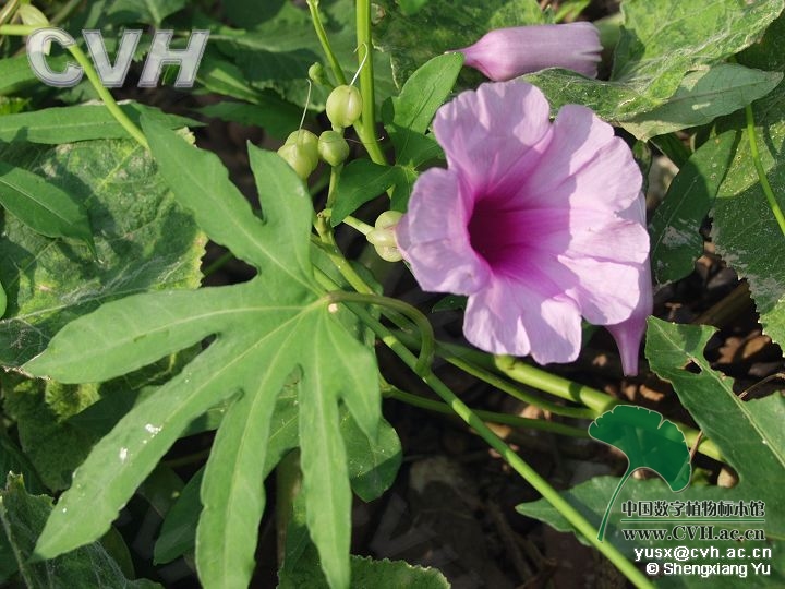 七爪金龙的功效,七爪龙泡酒功效与作用