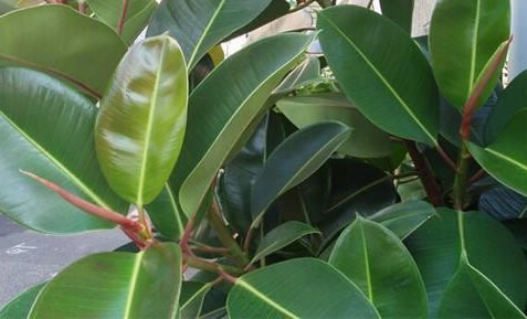 什么绿植吸甲醛效果最好又快,绿植甲醛吸收排行榜