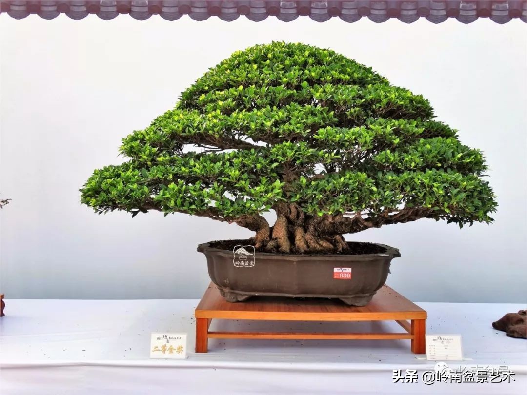 我喜欢的榕树盆景,泉州榕树盆景