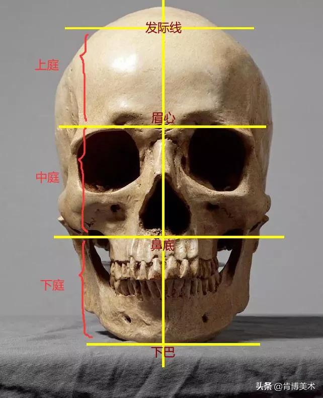 画人像学哪种,适合新手画人的绘画