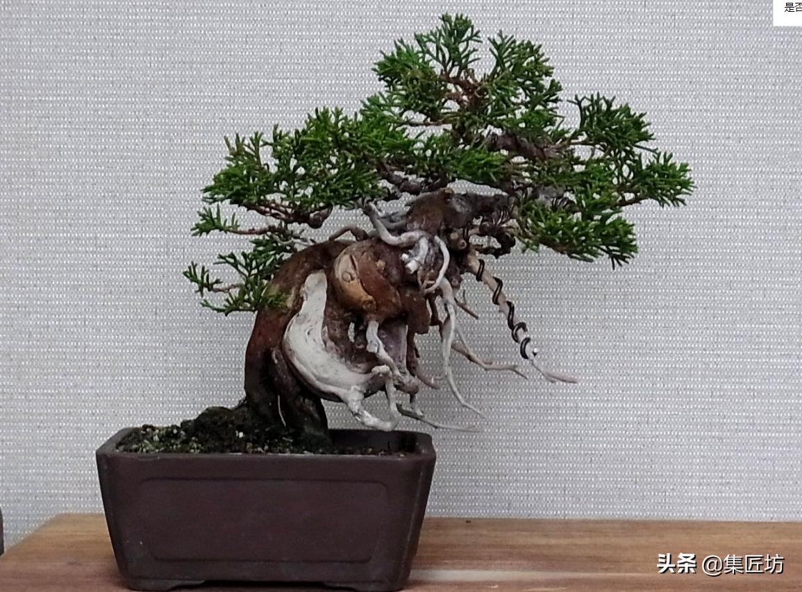 盆景老桩镂空舍利的制作,舍利盆景造型技艺图解