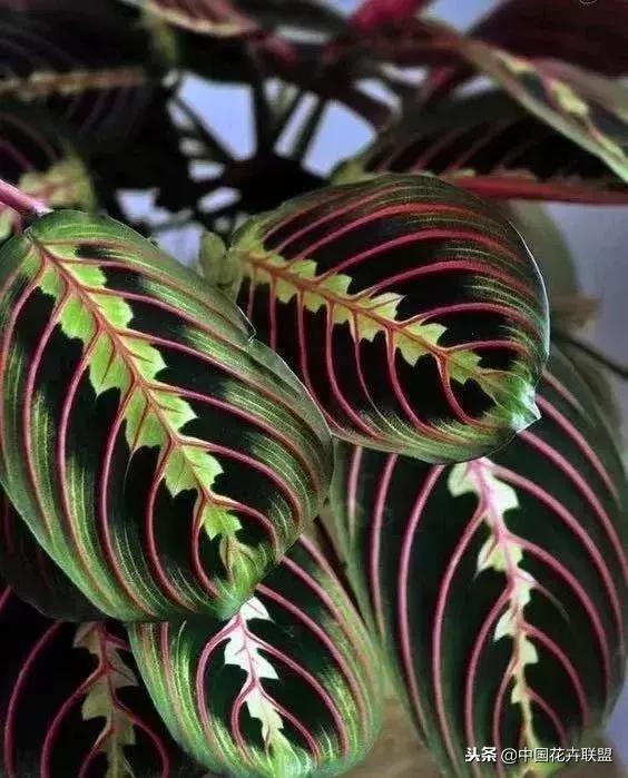 打翻了调色盘的花,打翻了调色盘的美景