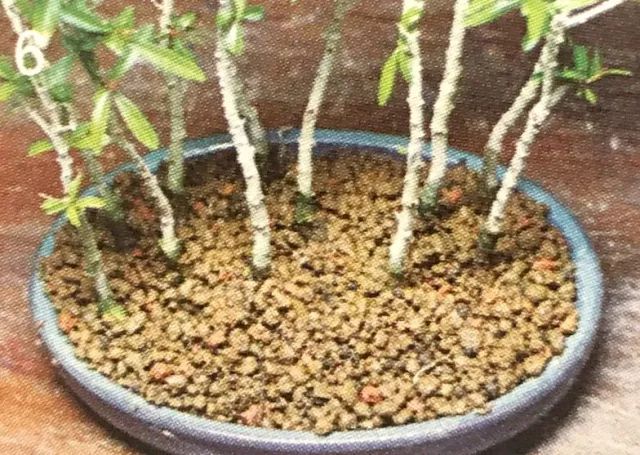 看石榴盆景的造型和制作技术,石榴盆景速成方法图片