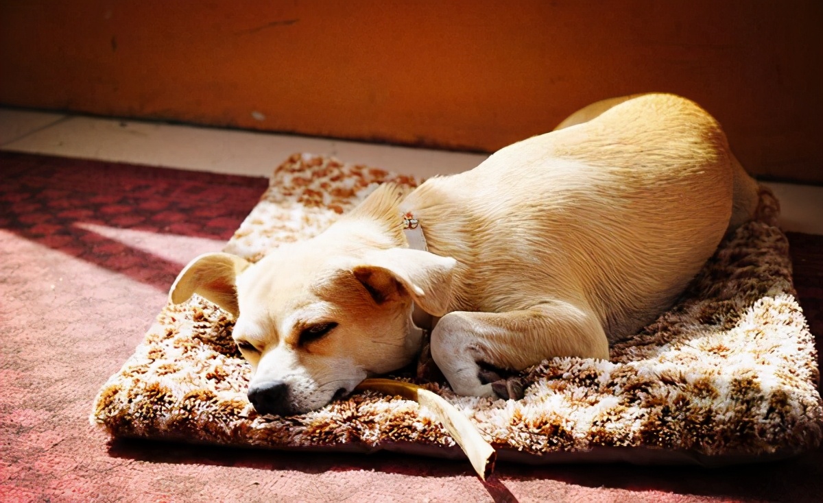狗狗换粮后突然不吃狗粮怎么办,狗狗吃肉后不吃狗粮了
