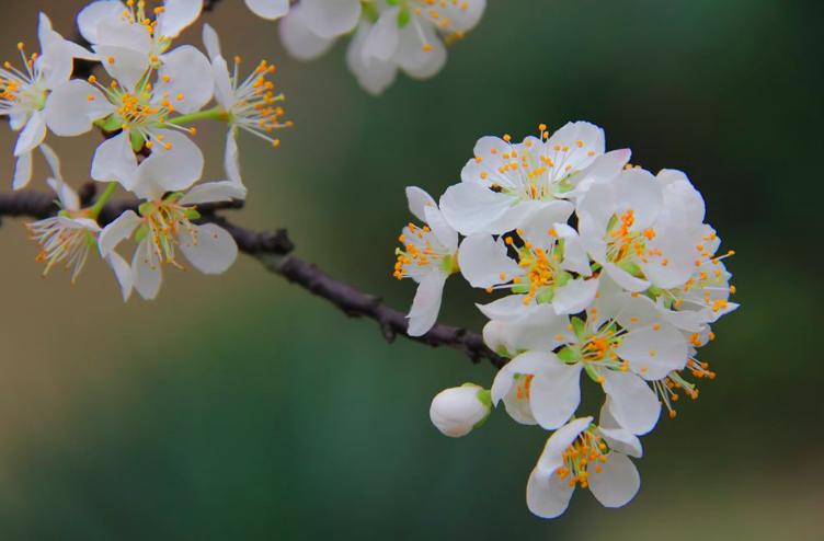 晏殊关于春天的诗词,晏殊描写春天的词句