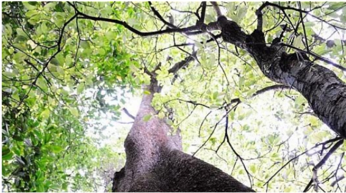 西双版纳理想风景区,西双版纳实用攻略