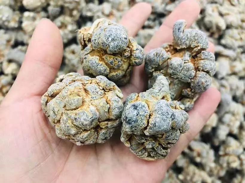 医者仁心全集的真实事件,中药三七治疗疾病的故事