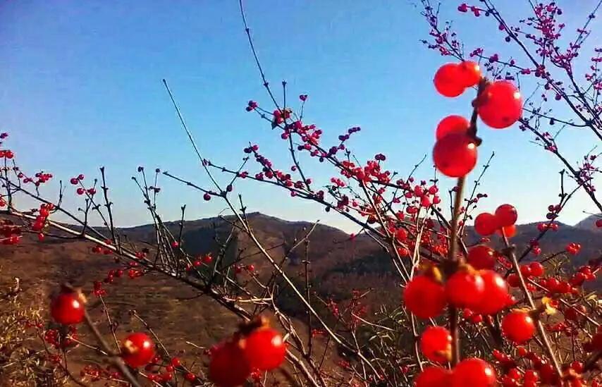 植物百科,植物百科视频
