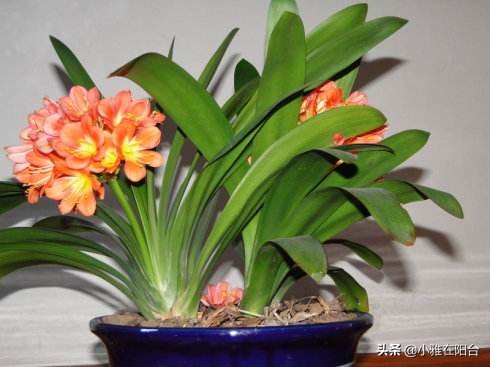 君子兰从叶片之间长出小苗怎么办,君子兰如何能长出小株幼苗