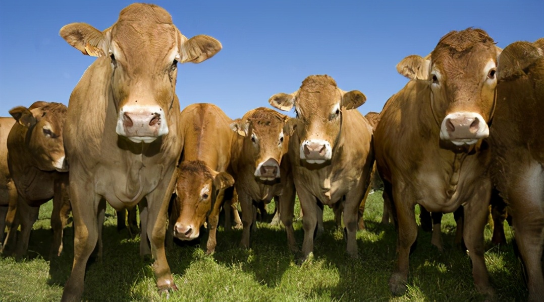 趣谈英文中的“牛词”：牛年的“牛”应该用哪个？