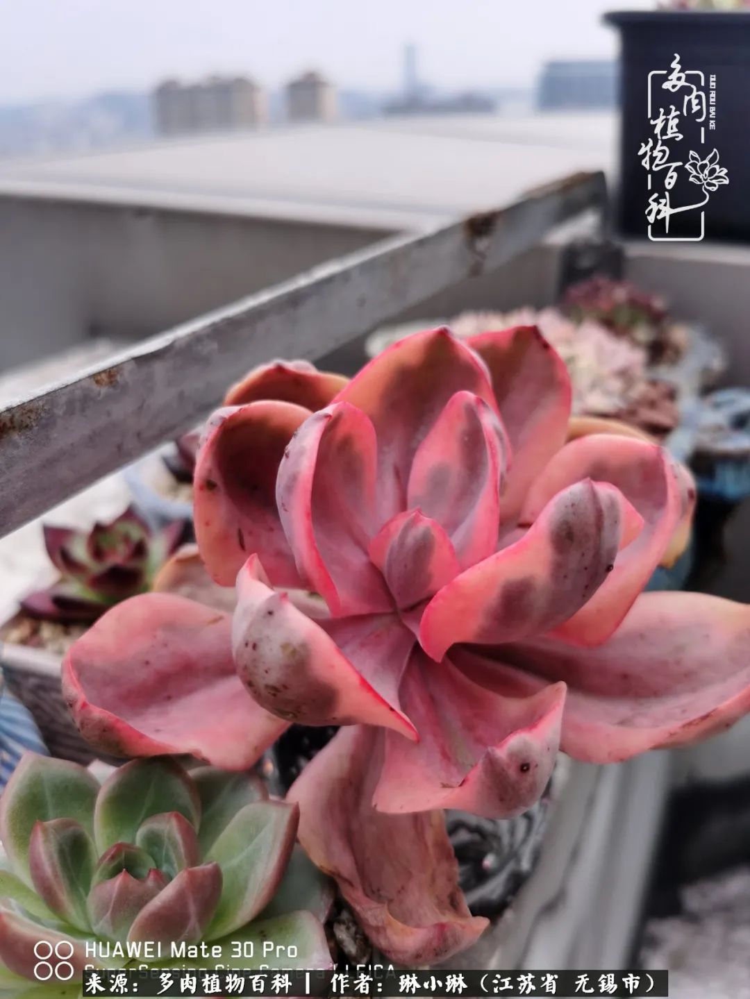 多肉变美是需要时间的,千万别辜负了多肉变美的黄金季节