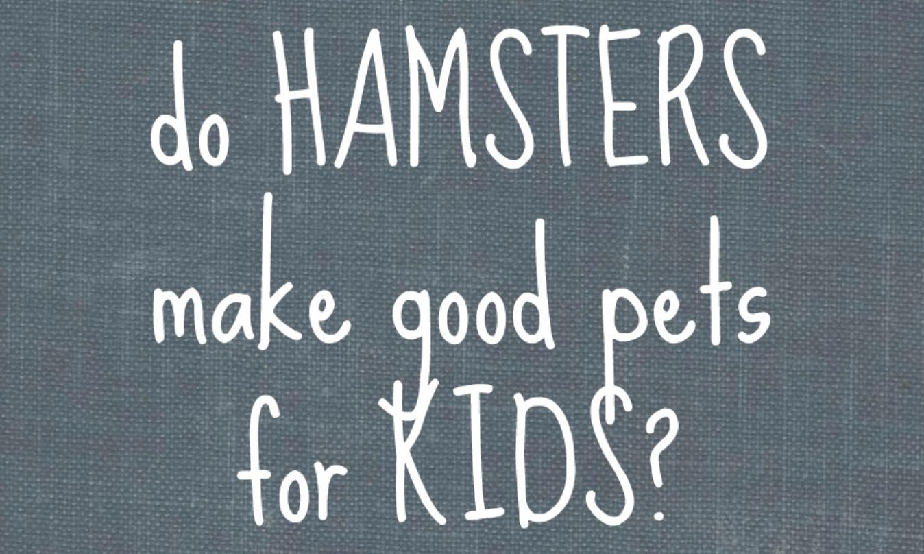 仓鼠会喂养自己的孩子吗,仓鼠可以当宠物吗