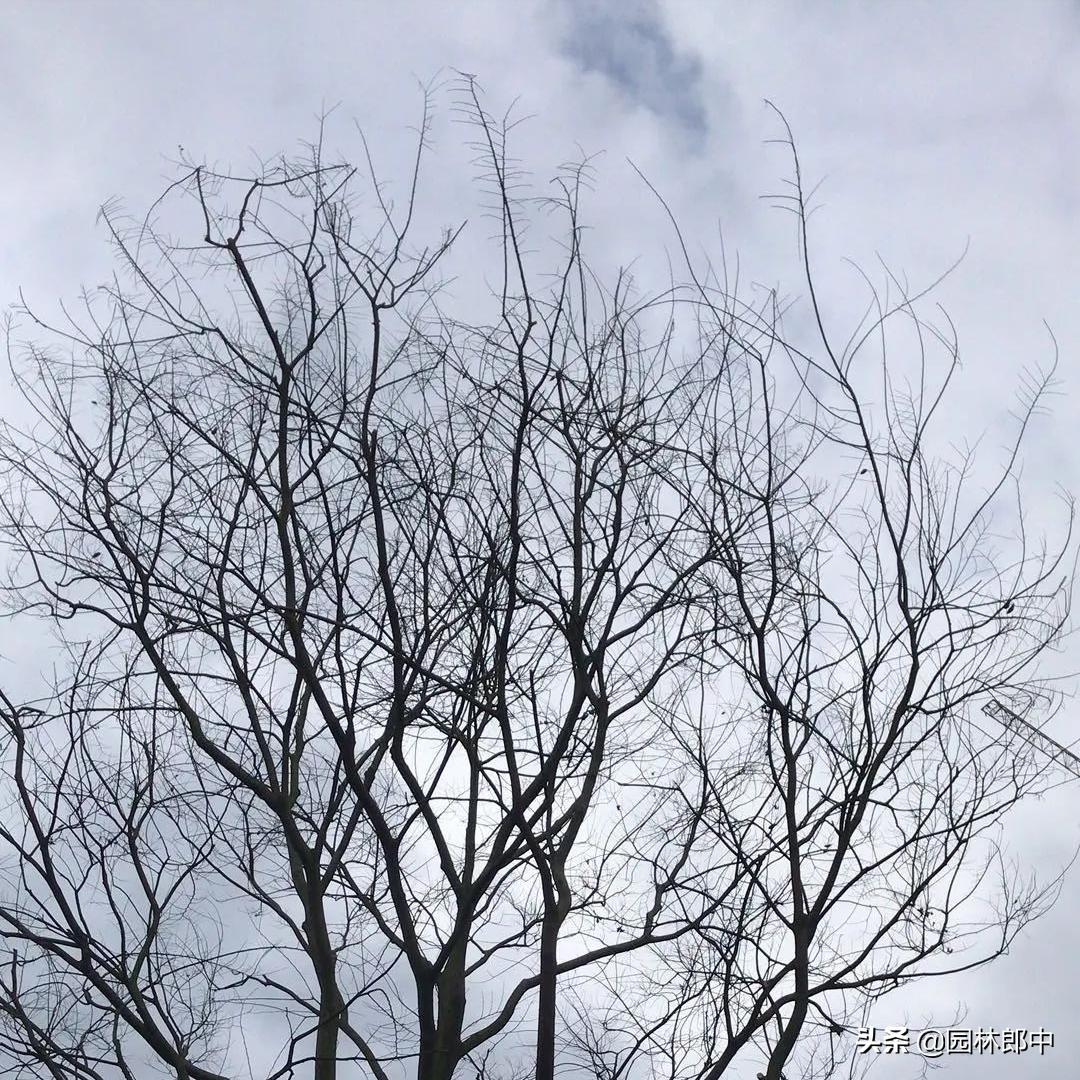 移植树身没长芽的原因,树木未死但迟迟不发芽怎么办