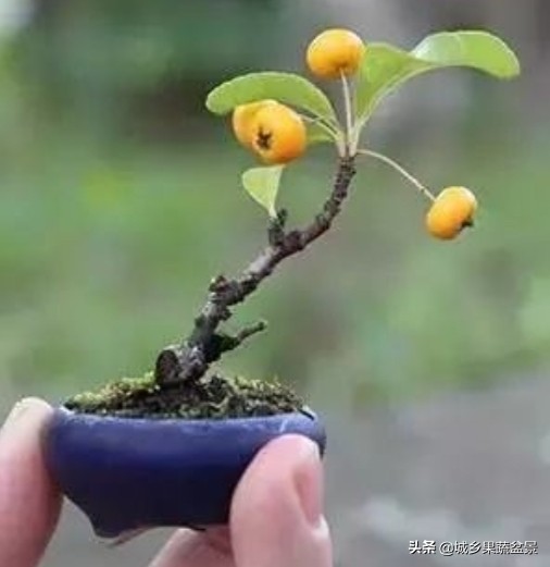 三十多年经验教你制作掌上树桩盆景，形态小巧，造型玲珑别致