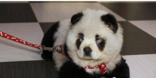 大熊猫在路上发呆偶遇民警,警察巡逻偶遇野生大熊猫