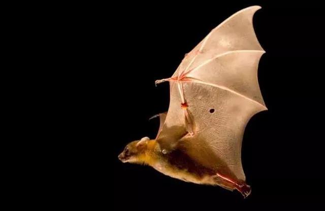 疯狂的蝙蝠什么意思,疯狂的蝙蝠卡组