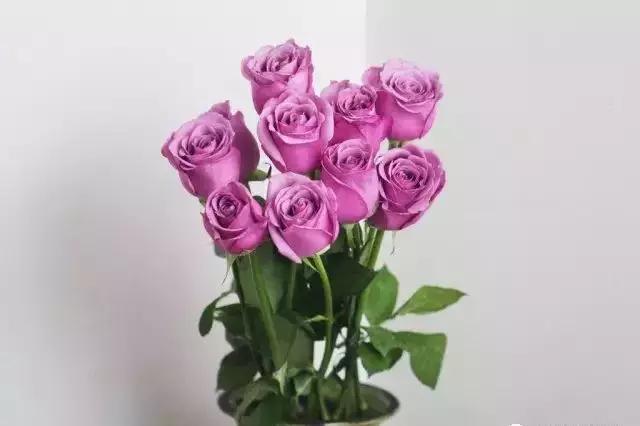 100种玫瑰品种图鉴大全,100种玫瑰品种图解